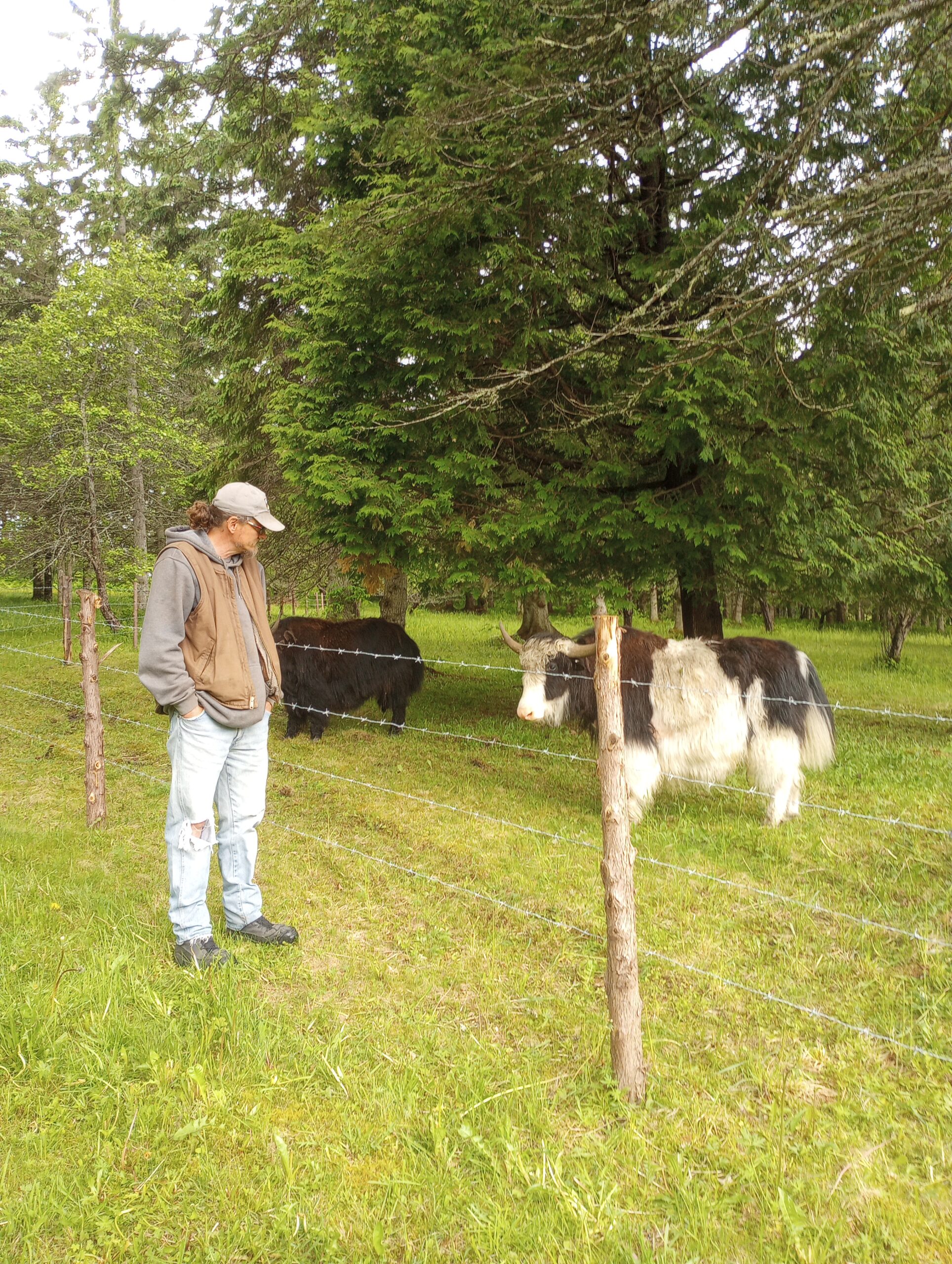 Stephen standing next to our first Yak bull.