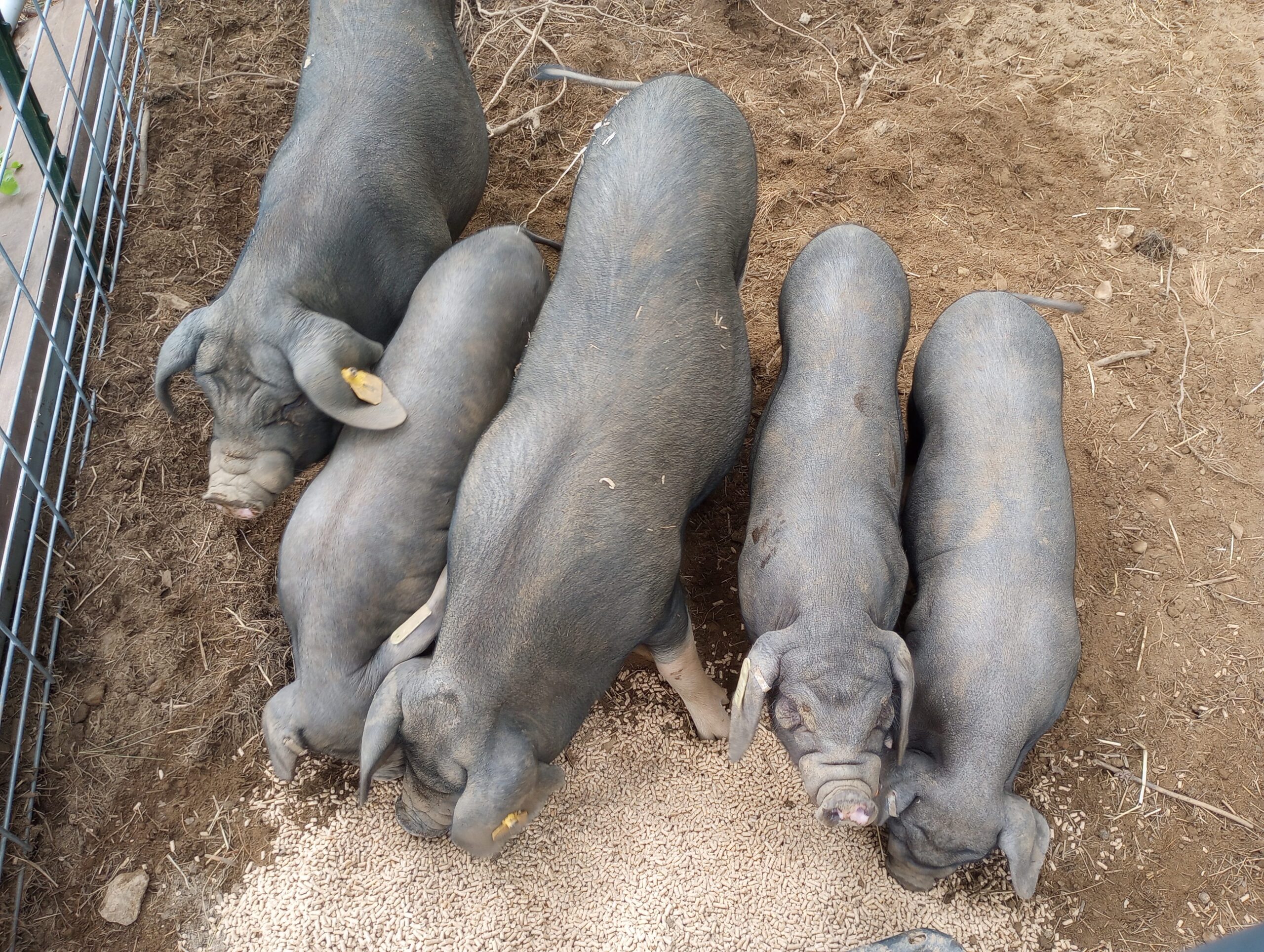 row of our first 5 meishan pigs from above