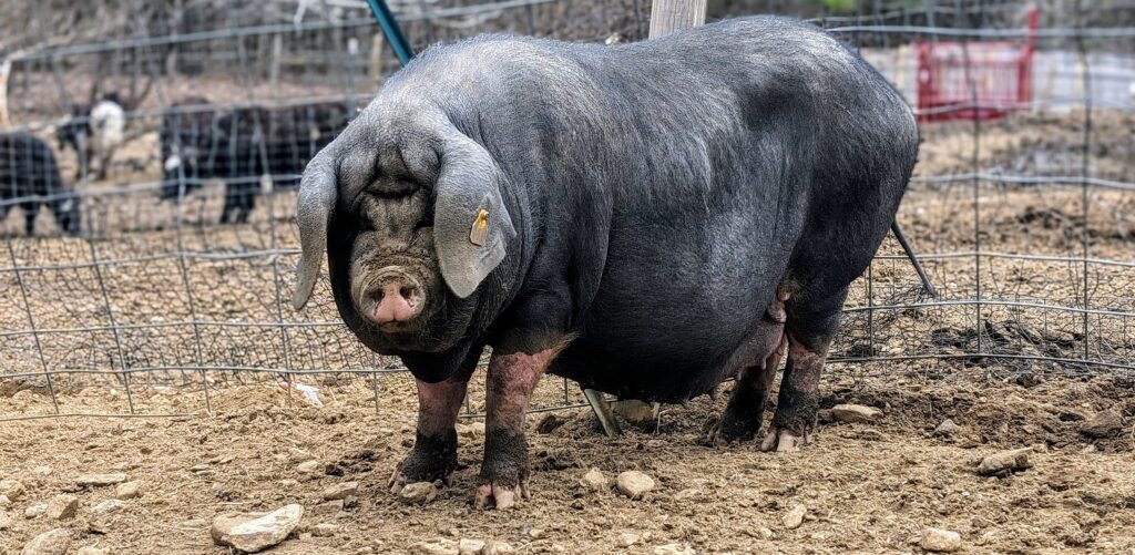 Lady Burn Registered Meishan Sow standing on rocky ground looking at the camera